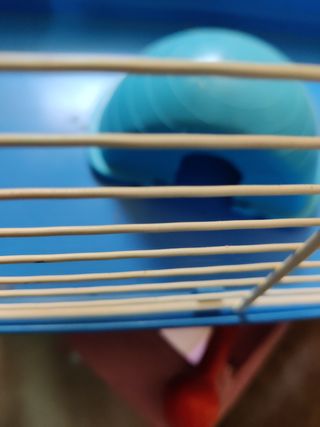 jaulas Hamster