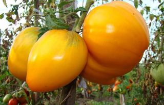 Semillas de tomate"Corazón de buey naranja"10 unds