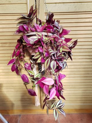 Planta Tradescantia Zebrina grande