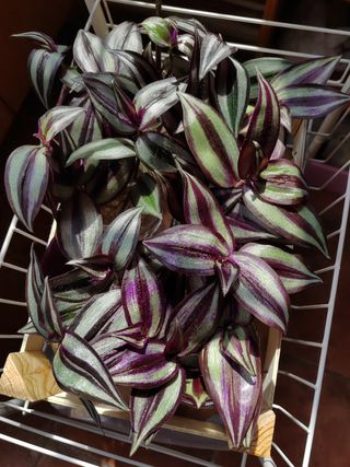 Planta Tradescantia Zebrina grande