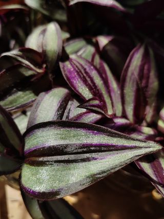 Planta Tradescantia Zebrina grande