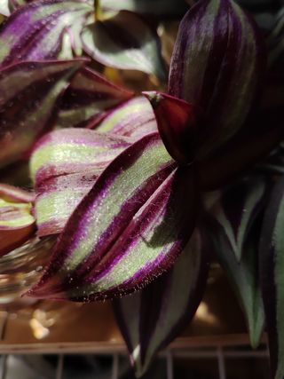 Planta Tradescantia Zebrina grande