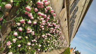 cuidado de niños y ancianos