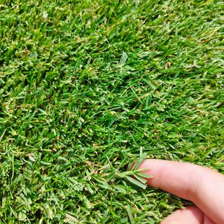 césped natural en tepes y montaje de césped artici