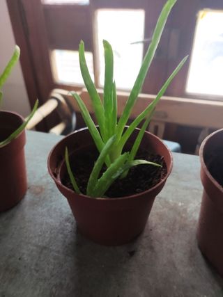 Planta aloe vera.