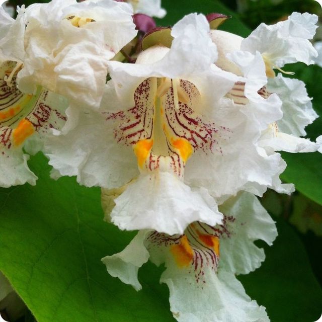 Semillas de catalpa bignonioides water