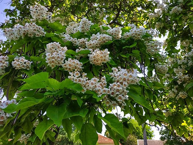 Semillas de catalpa bignonioides water