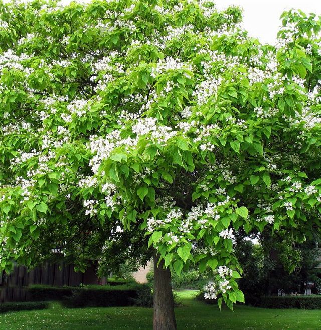 Semillas de catalpa bignonioides water