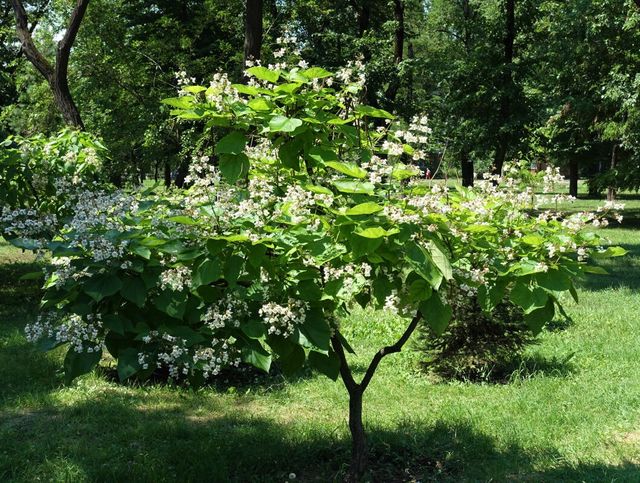 Semillas de catalpa bignonioides water