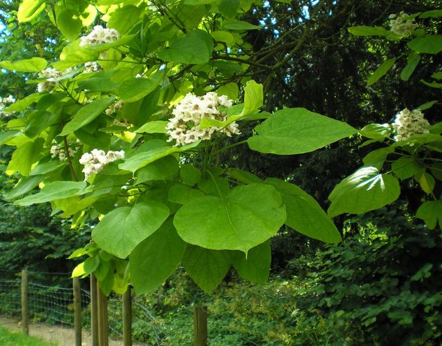 Semillas de catalpa bignonioides water