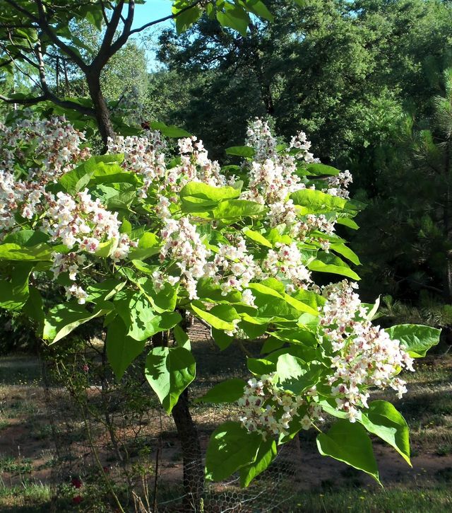Semillas de catalpa bignonioides water