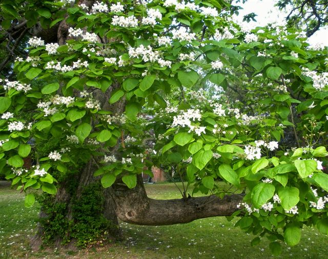 Semillas de catalpa bignonioides water
