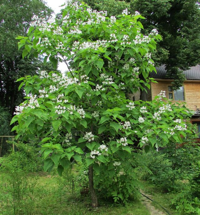 Semillas de catalpa bignonioides water