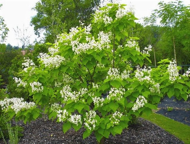 Semillas de catalpa bignonioides water