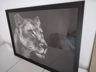 precioso cuadro leona. Blanco y negro. decoración