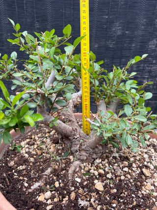 PRE BONSAI OLMO JAPONES NIRE KEYAKI