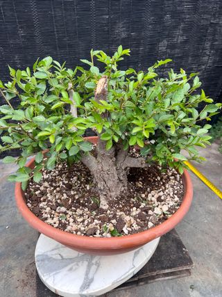 PRE BONSAI OLMO JAPONES NIRE KEYAKI BUENA CORTEZA