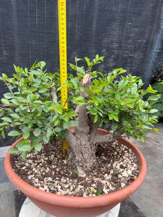 PRE BONSAI OLMO JAPONES NIRE KEYAKI BUENA CORTEZA