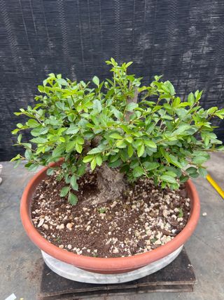 PRE BONSAI OLMO JAPONES NIRE KEYAKI BUENA CORTEZA