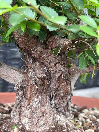 PRE BONSAI OLMO JAPONES NIRE KEYAKI BUENA CORTEZA