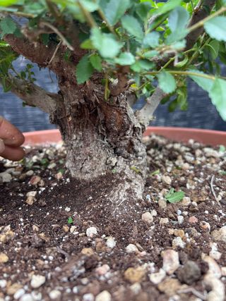 PRE BONSAI OLMO JAPONES NIRE KEYAKI BUENA CORTEZA