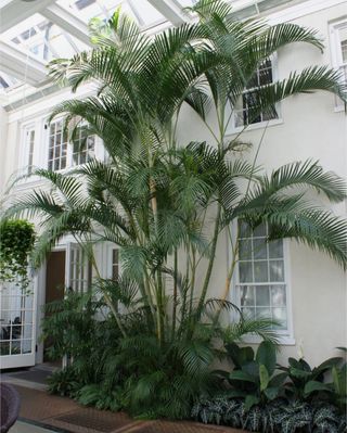 Semillas de Areca (Dypsis lutescens)