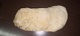 Fósil grande orejas, orejillas, Crassostrea