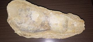 Fósil grande orejas, orejillas, Crassostrea