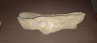 Fósil grande orejas, orejillas, Crassostrea