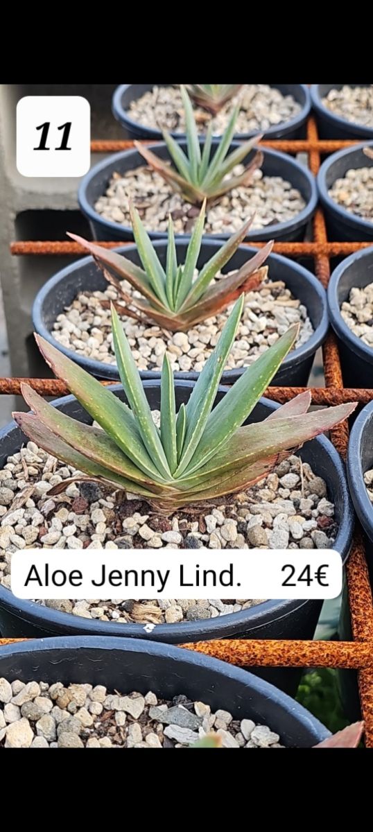 Aloes de Colleccion, parte 2