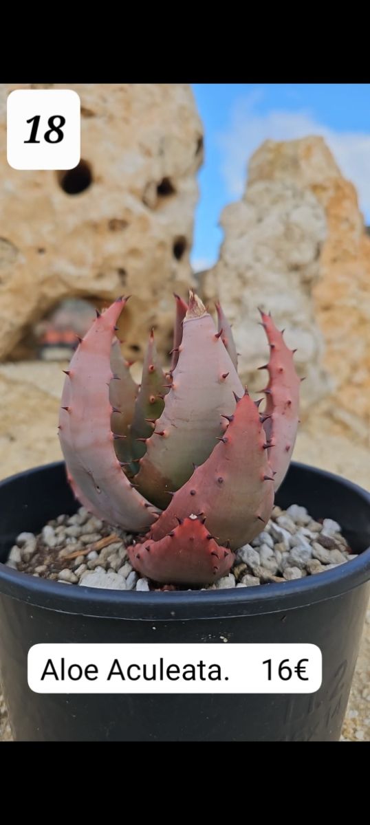 Aloes de Colleccion, parte 2