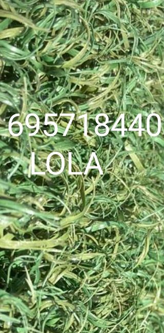 CÉSPED♻️ SIN LÍNEAS