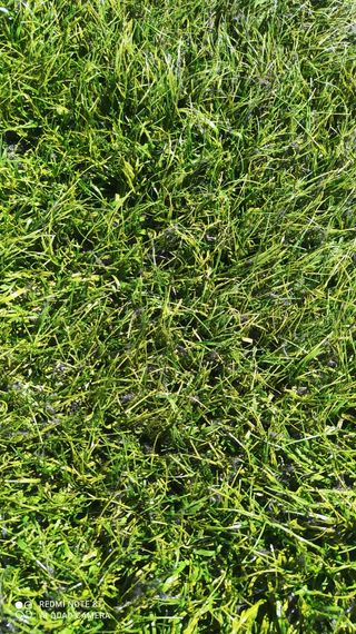 CÉSPED♻️ SIN LÍNEAS