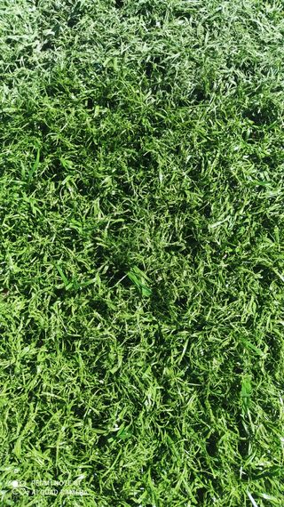 CÉSPED♻️ SIN LÍNEAS