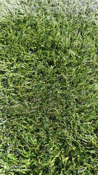 CÉSPED♻️ SIN LÍNEAS