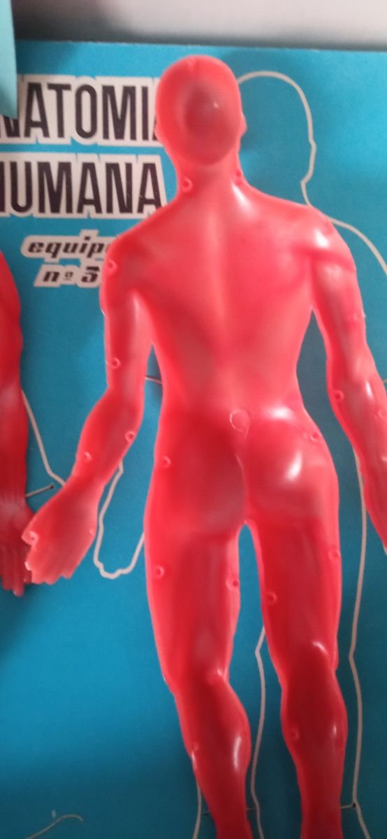 Juego anatomía humana desmontable