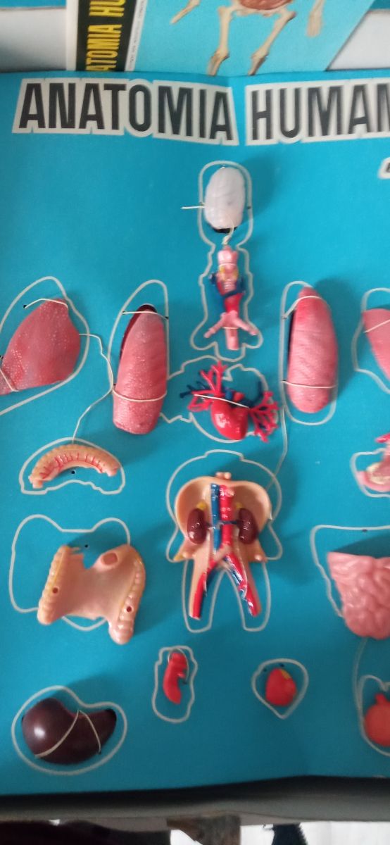 Juego anatomía humana desmontable