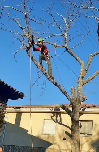PODA EN ALTURA