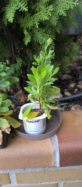 Semillas y plantas Dimorphotheca