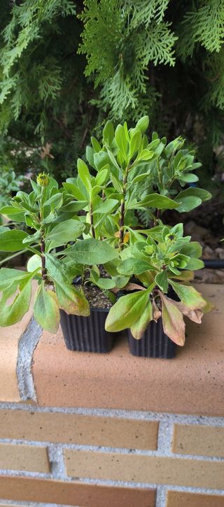 Semillas y plantas Dimorphotheca