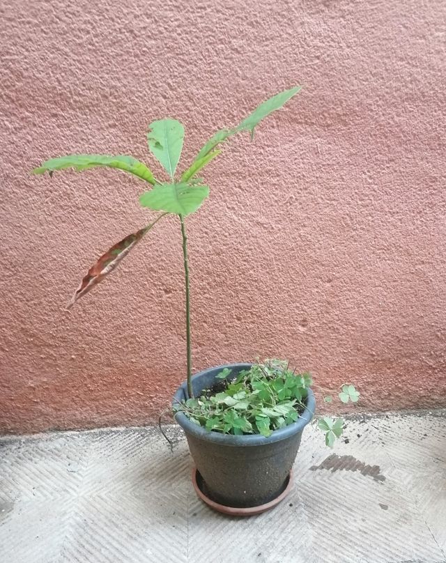 Planta aguacate.
