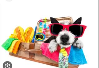 transporte de mascotas
