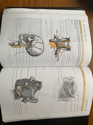 Anatomía Ilustrada de Cabeza y Cuello
