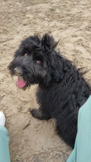 Cuidado de Mascotas por Horas