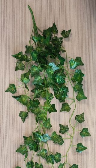 ramo lungo foglie edera