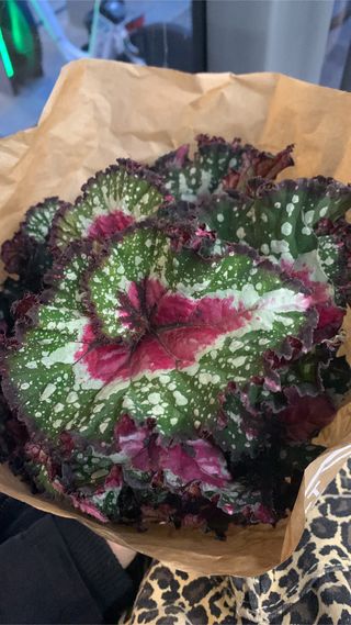 Cuidadora de plantas y gatos