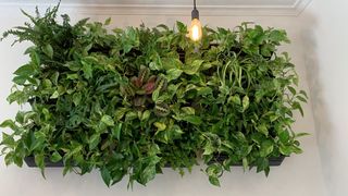 Cuidadora de plantas y gatos