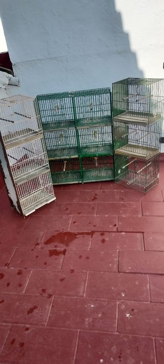 jaula pájaros lote no se hace envios