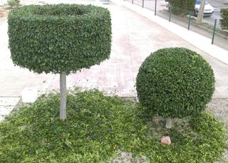 mantenimiento y jardinería.