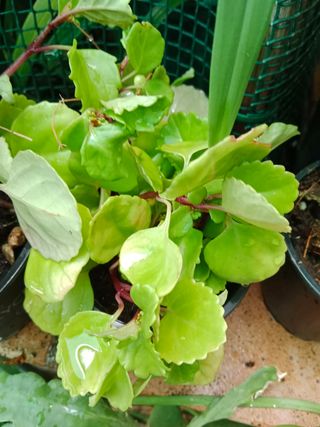 planta del dinero...muy crecida.